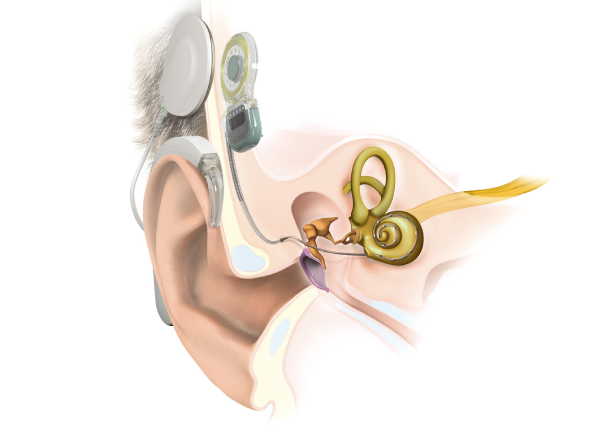 Ear
